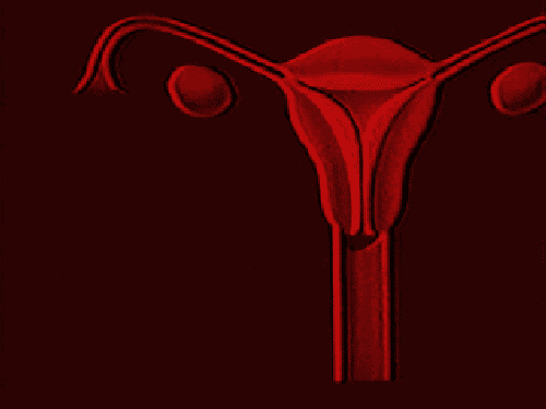 Animated Uterus